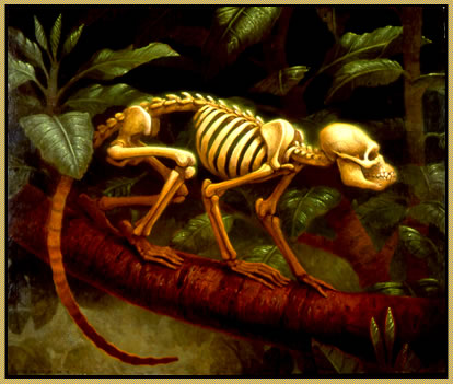 Monkey Skeleton