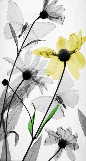 Helianthus tuberosus