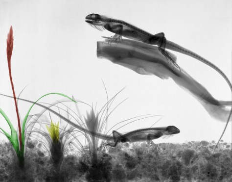 Iguanas,bromelia, tillandsia