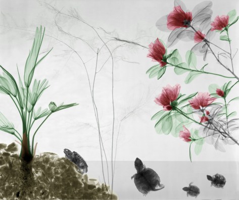Turtles, wagnerianus, azalea