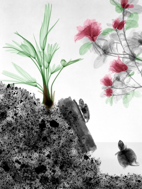 Turtles, wagnerianus, azalea