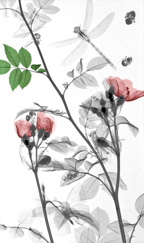 Dragonfly, Wild Roses