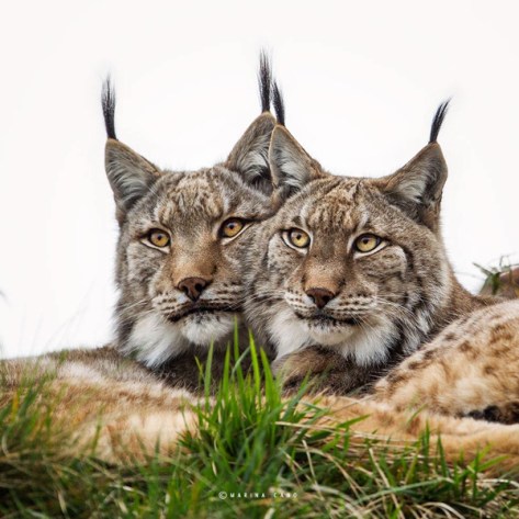 Soulmaten-by-Marina-Cano